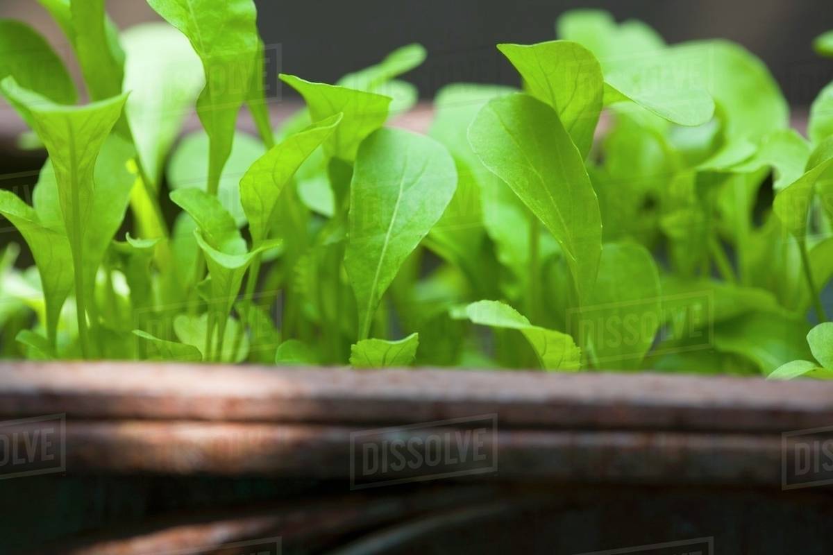 A closeup of young rocket plants in a container Stock Photo Dissolve