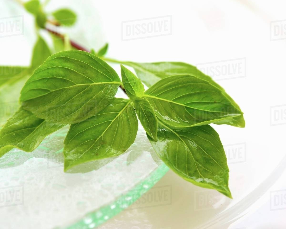 Fresh Thai basil Stock Photo Dissolve