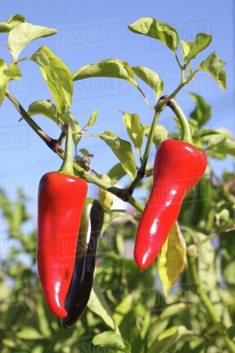 Espelette chilli peppers on a plant Stock Photo Dissolve