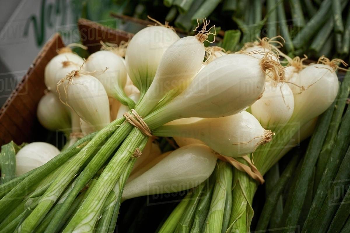 Bundles of spring onions Stock Photo Dissolve