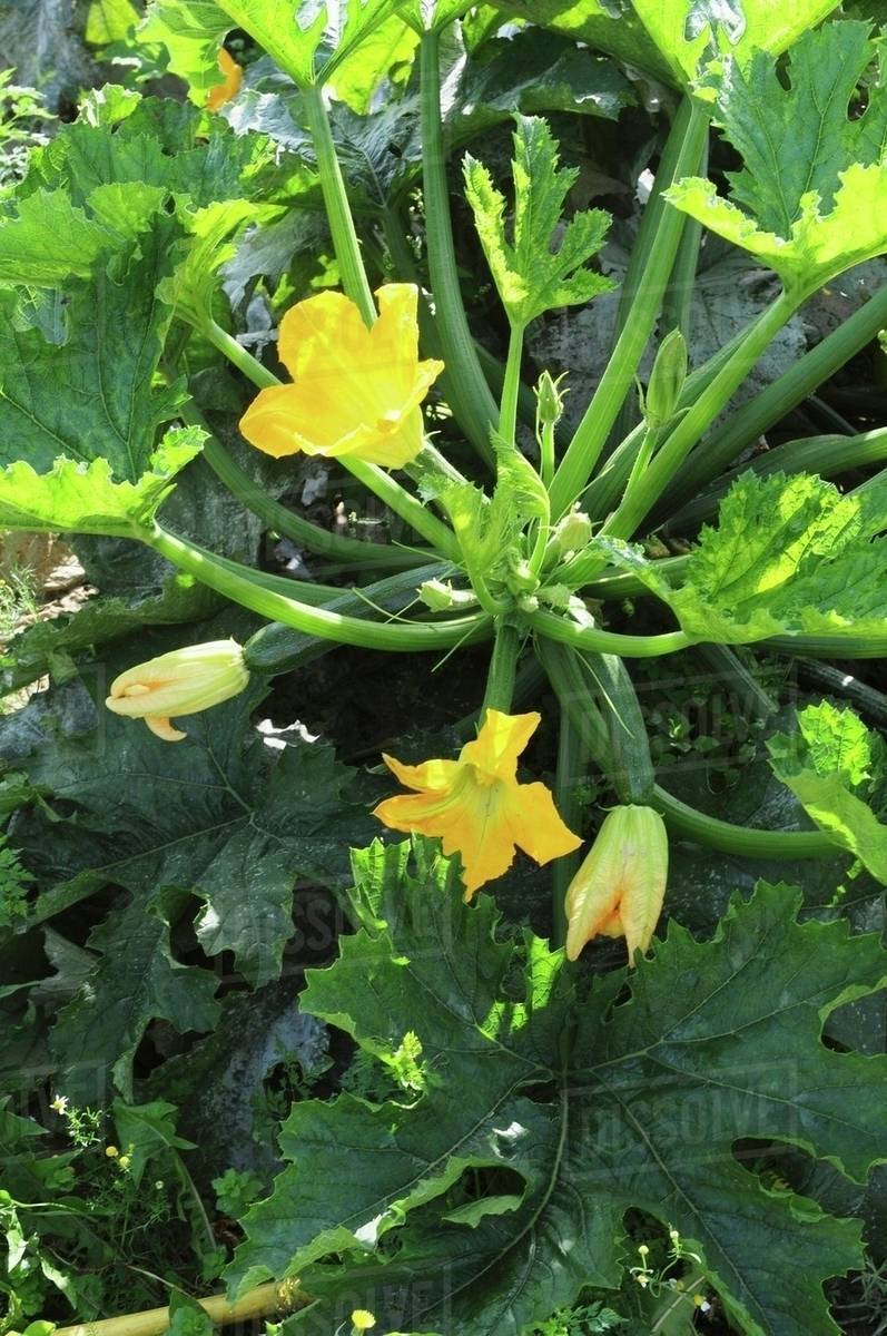 Courgette plants with flowers, growing in the field Stock Photo
