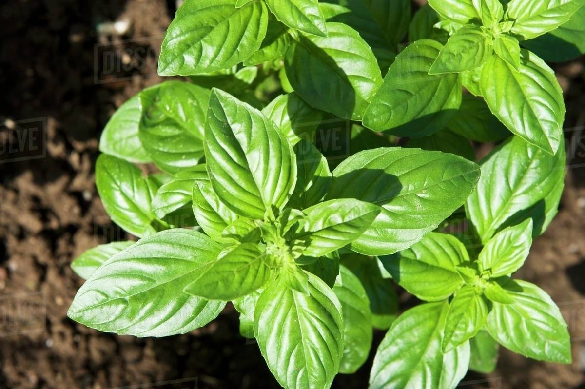 Basil growing in a bed in the garden (view from above) Stock Photo