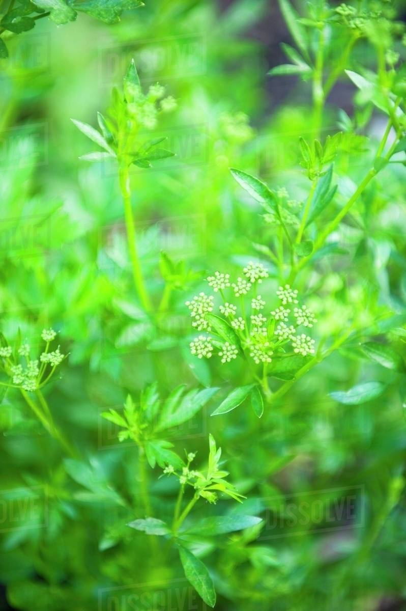 Parsley flowering in the garden Stock Photo Dissolve
