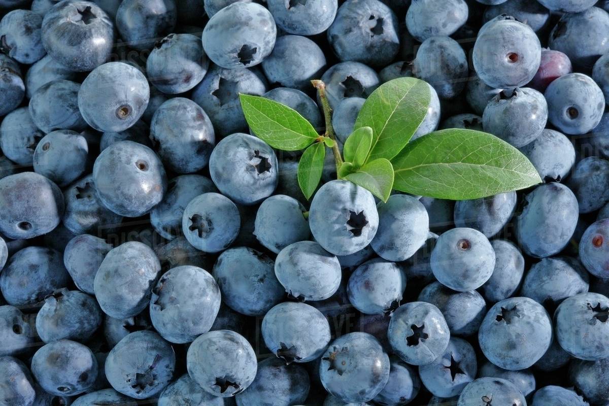 Lots of blueberries with a bunch of leaves Stock Photo Dissolve