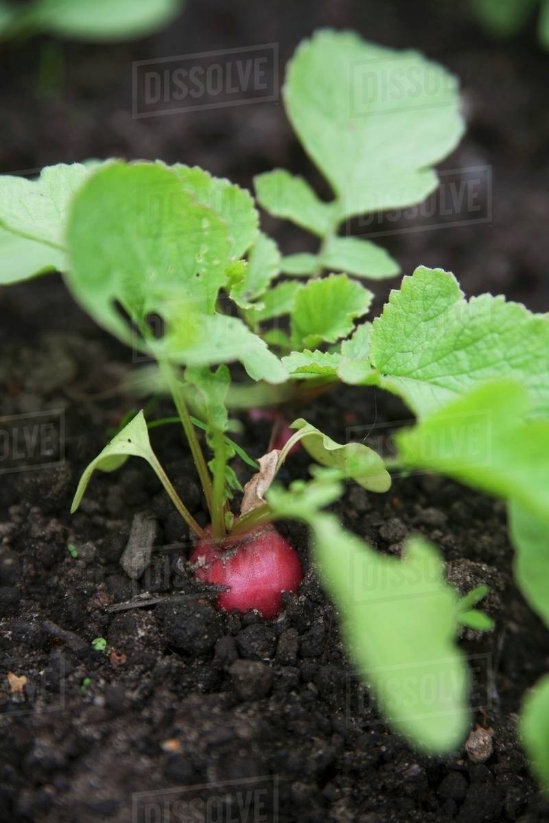 Radishes in the soil in the garden Stock Photo Dissolve