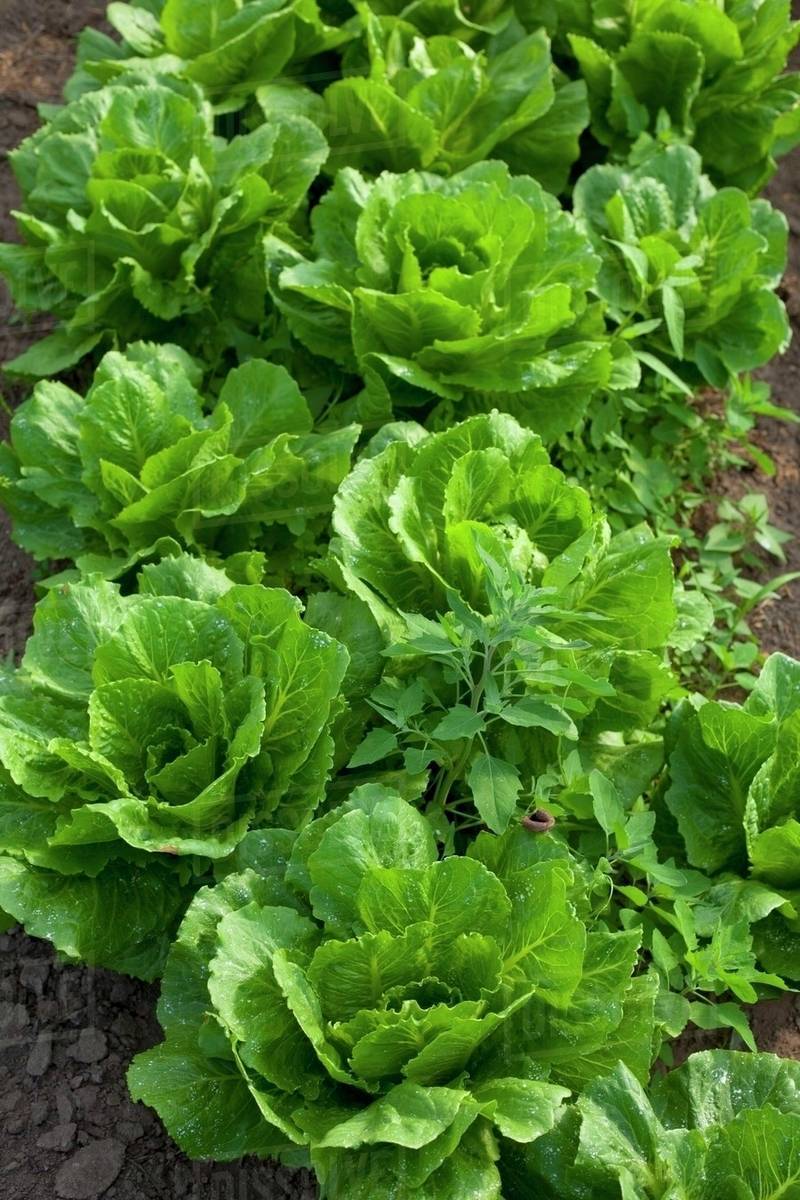 Romaine lettuce growing in the field Stock Photo Dissolve