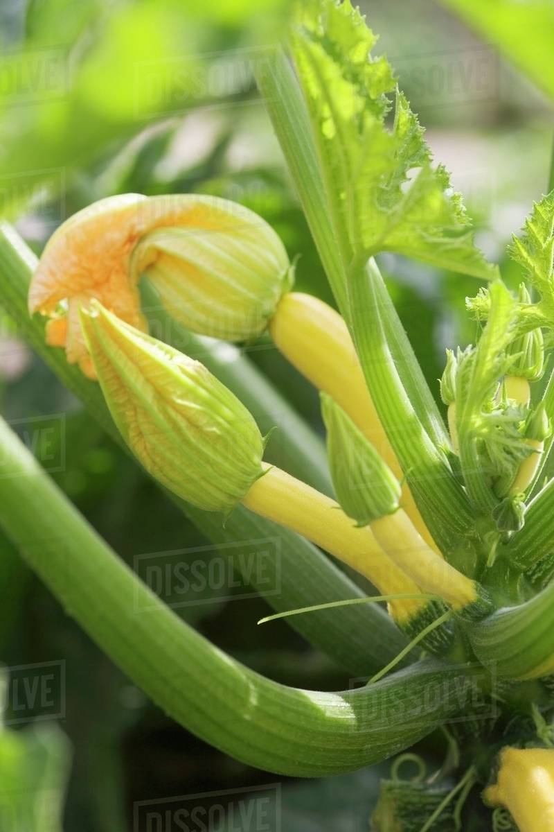 Yellow courgettes on a plant (closeup) Stock Photo Dissolve