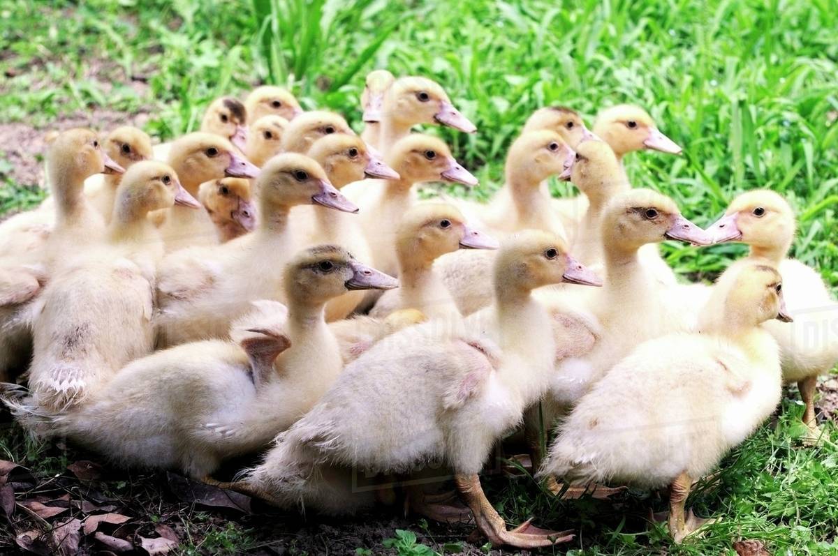 Baby ducks outside Stock Photo Dissolve