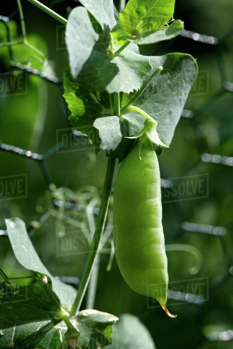 Peas on a vine Stock Photo Dissolve