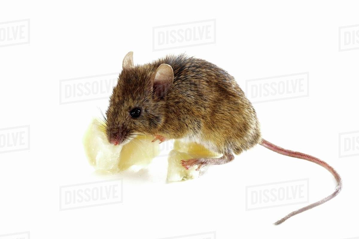 A mouse eating cheese Stock Photo Dissolve
