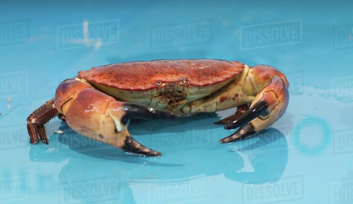 A live crab Stock Photo Dissolve