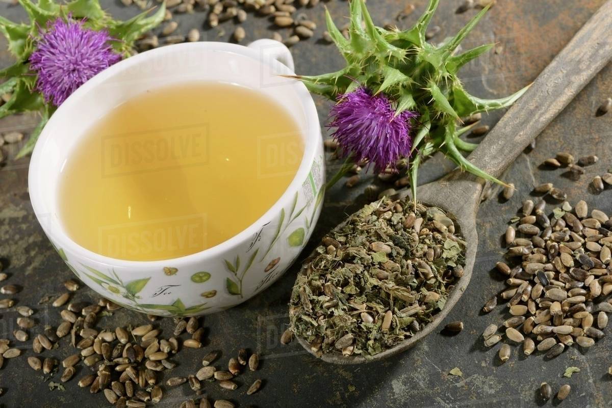 Milk thistle (tea, tea leaves, a flower and seeds) Stock Photo Dissolve