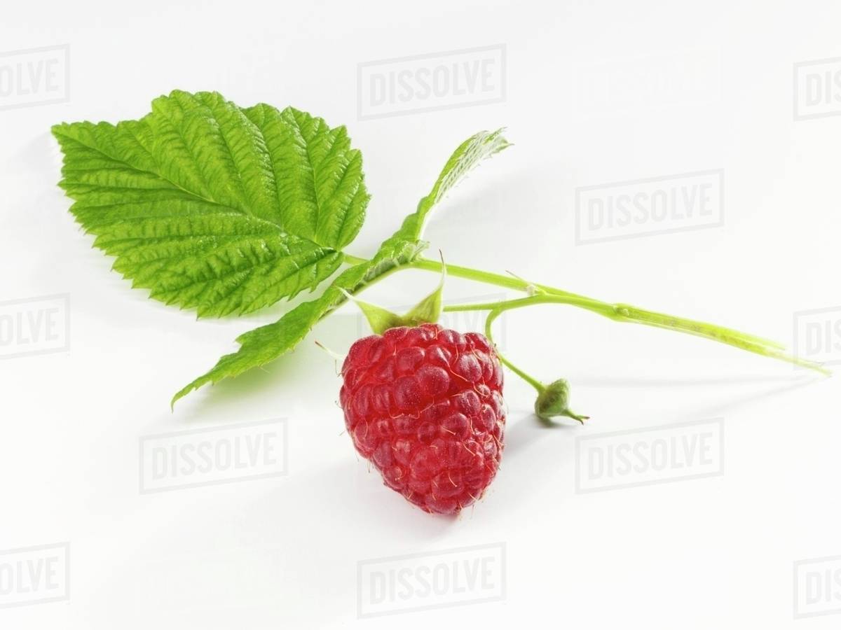 A raspberry with leaf - Royalty-free Stock Photo | Dissolve