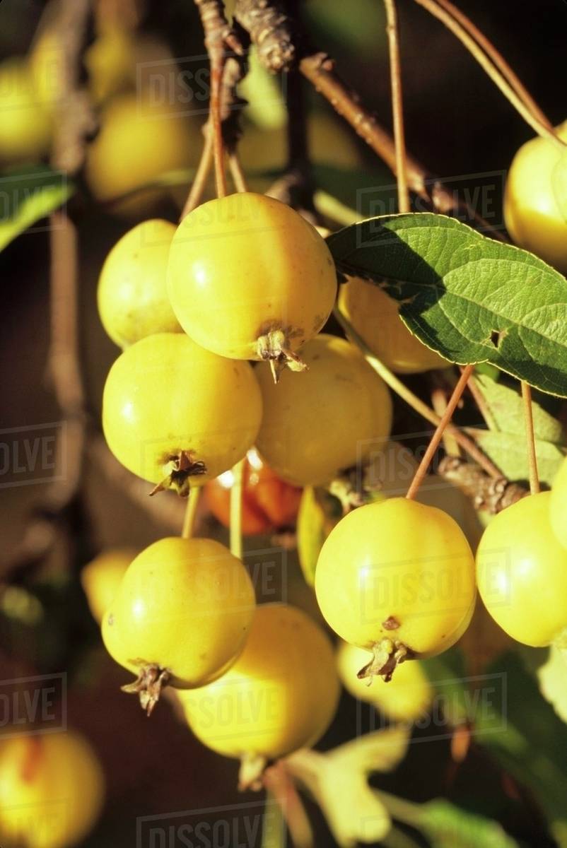 Yellow Crabapples on the Tree - Stock Photo - Dissolve