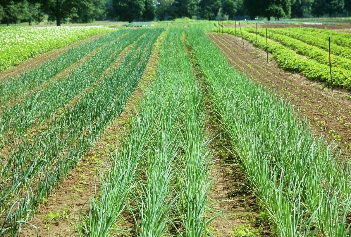 Onion Rows Growing on a Farm Stock Photo Dissolve