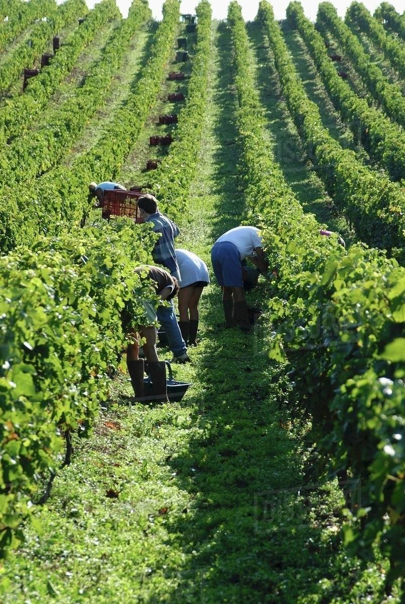 Grape picking in France Stock Photo Dissolve
