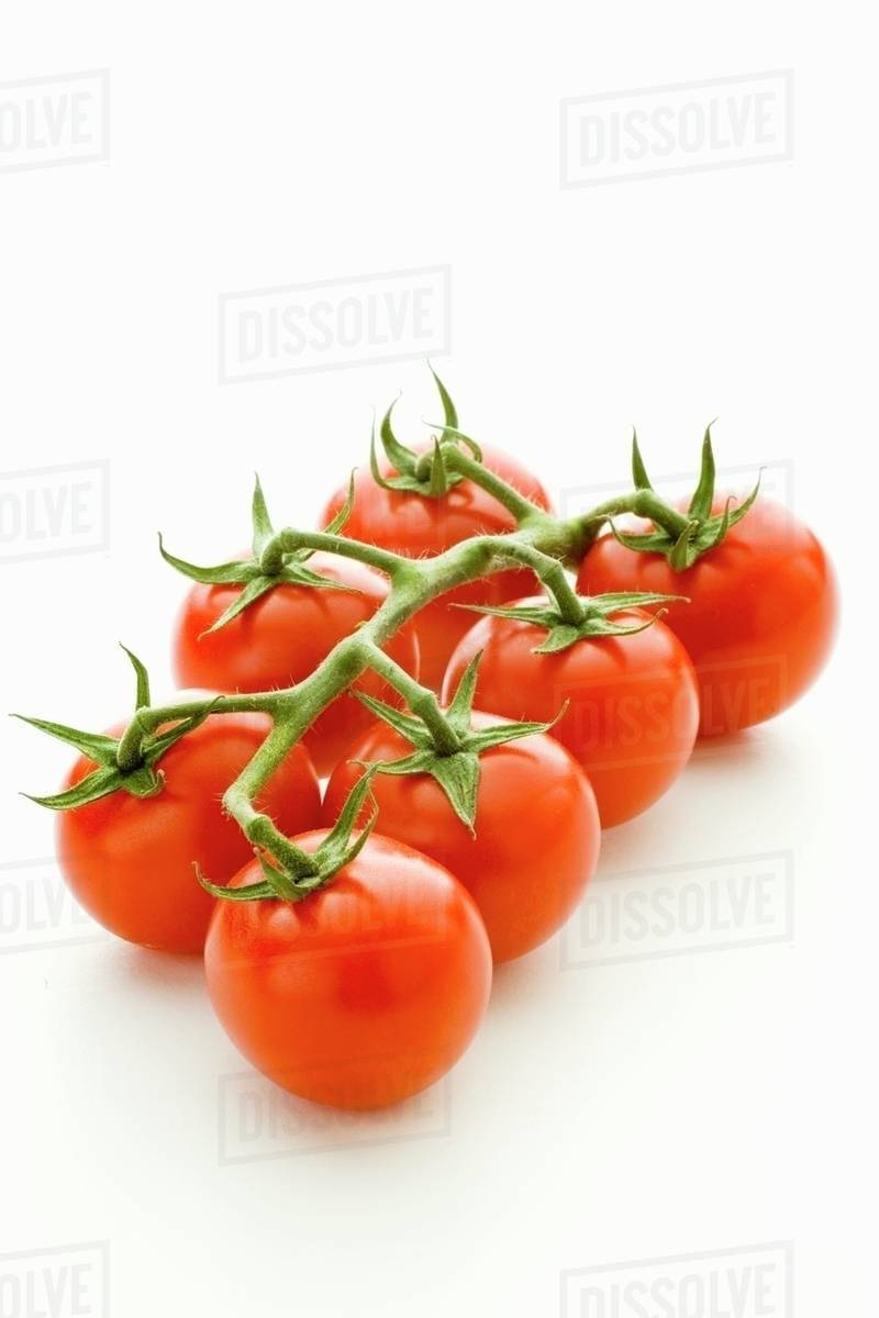 Tomatoes on the vine Stock Photo Dissolve