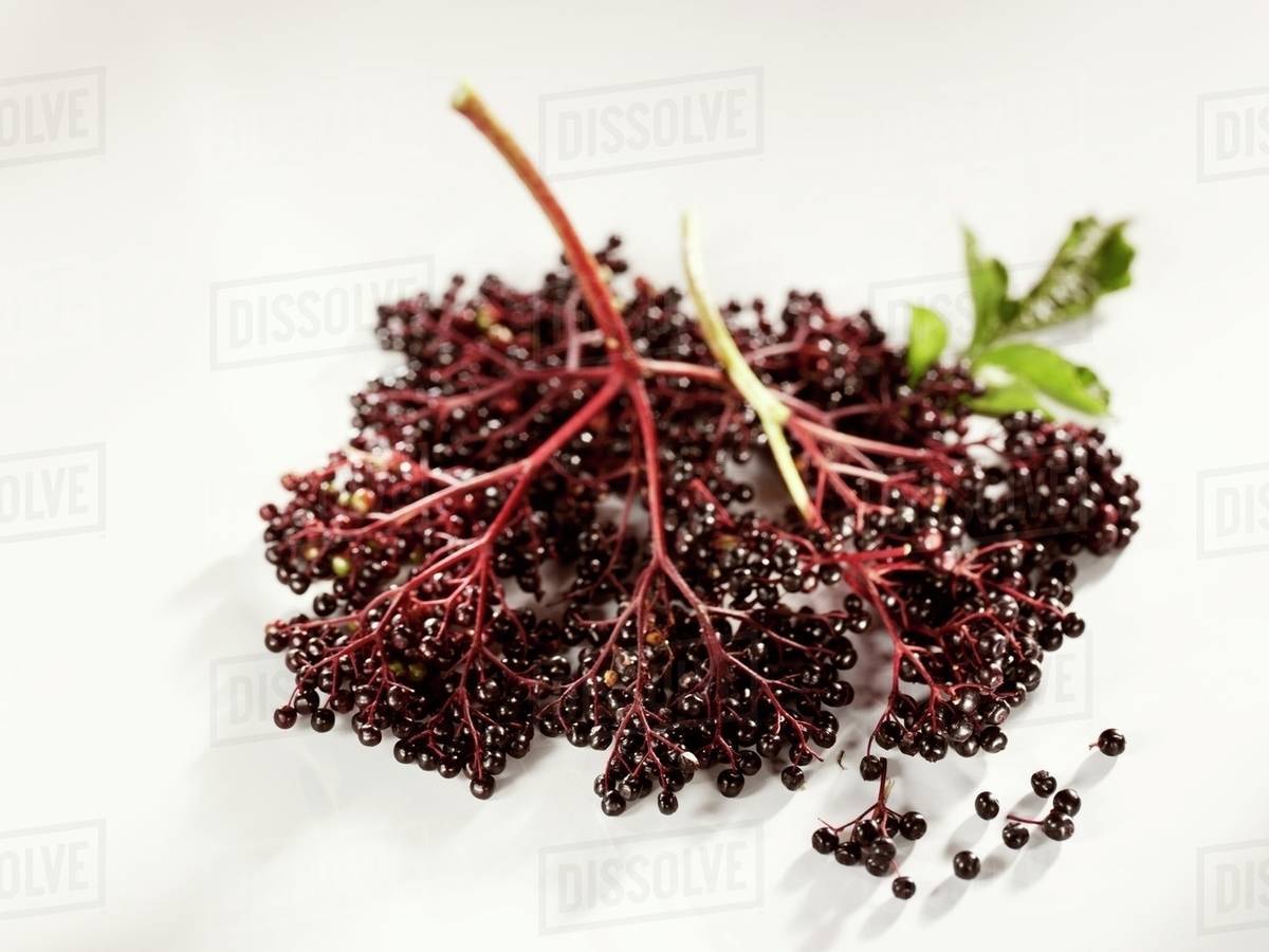 A bunch of fresh elderberries Stock Photo Dissolve