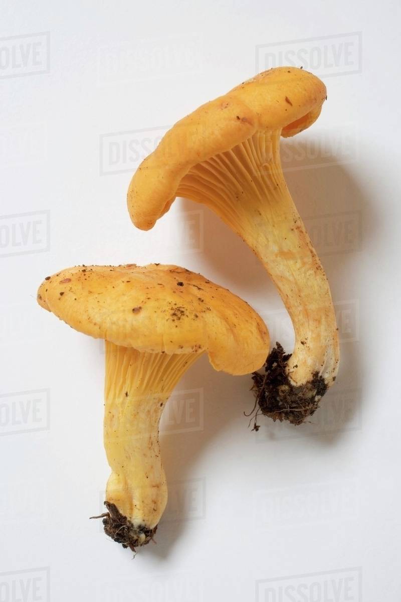 Fresh chanterelles Stock Photo Dissolve