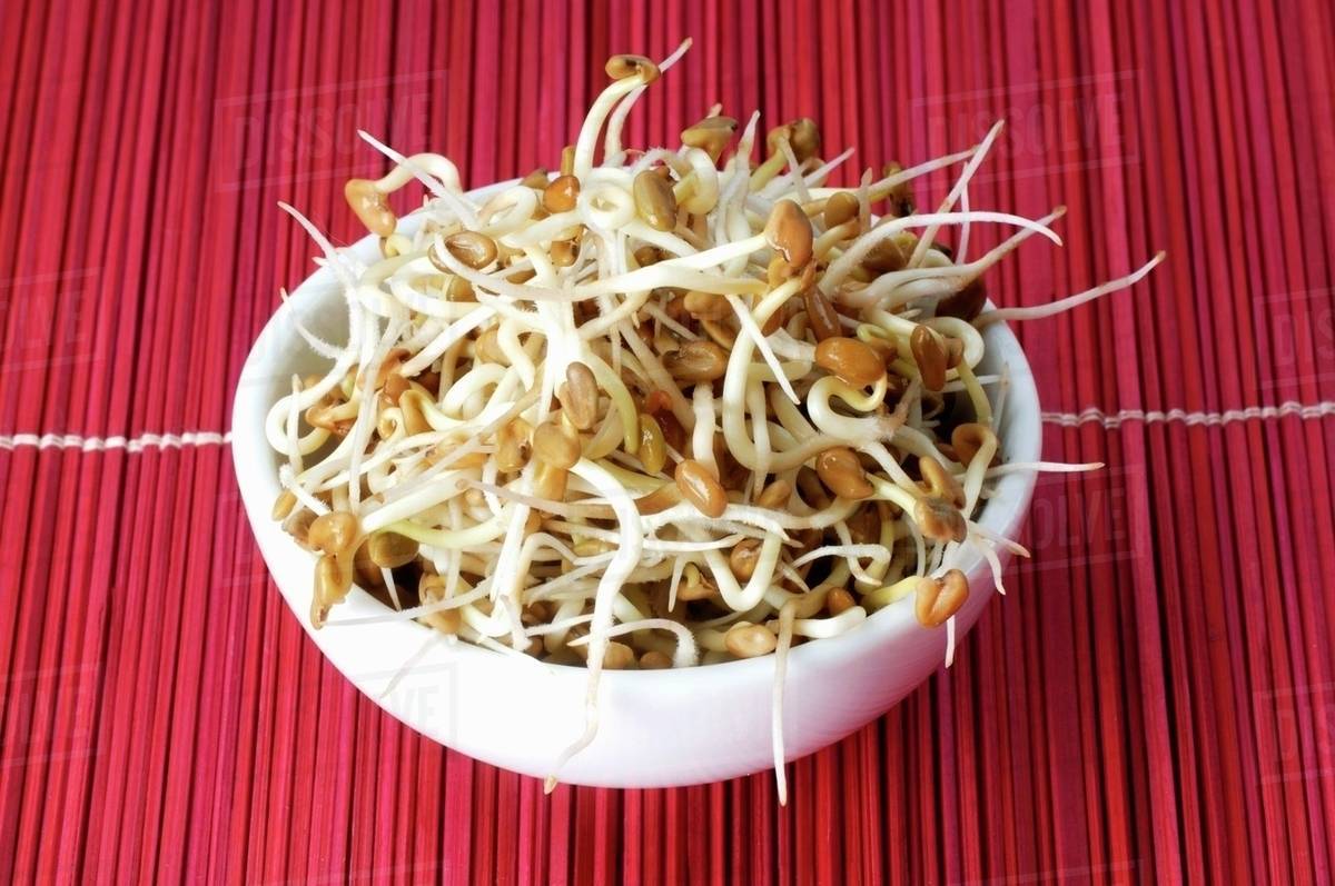 Fenugreek sprouts in white bowl Stock Photo Dissolve