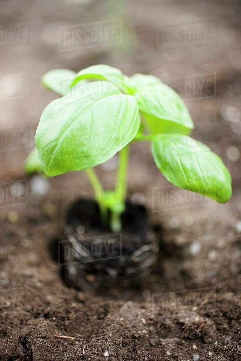 Basil plant in soil Stock Photo Dissolve