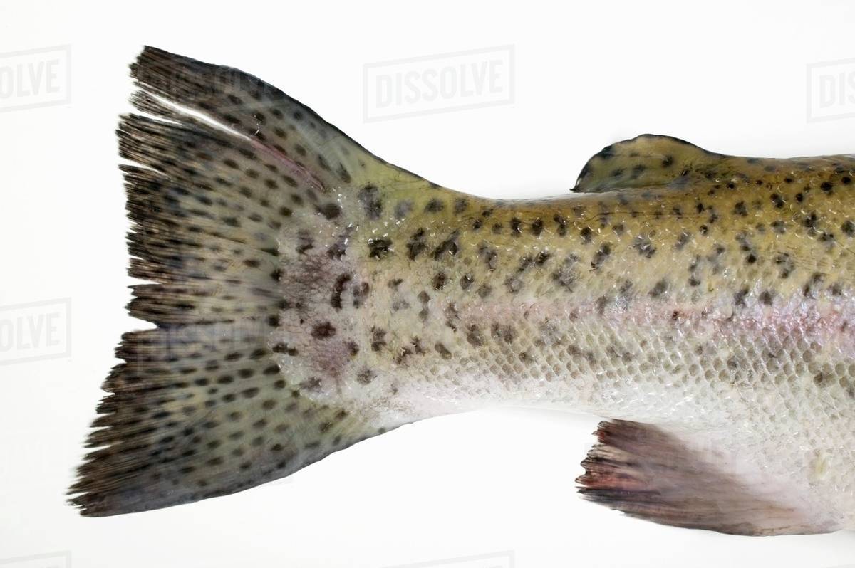 Salmon trout (tail) Stock Photo Dissolve