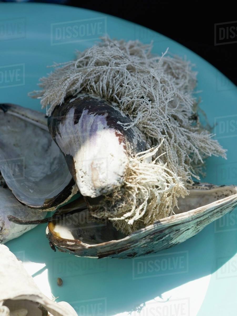 Mussel shells with seaweed growing on them Stock Photo Dissolve
