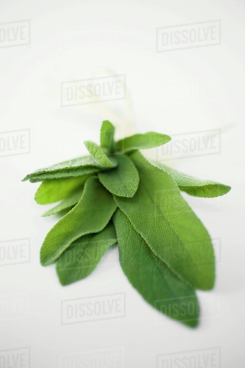 A bunch of fresh sage Stock Photo Dissolve