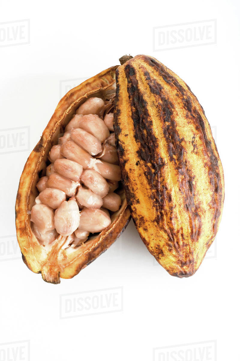 Open cocoa husk, elevated view Stock Photo Dissolve