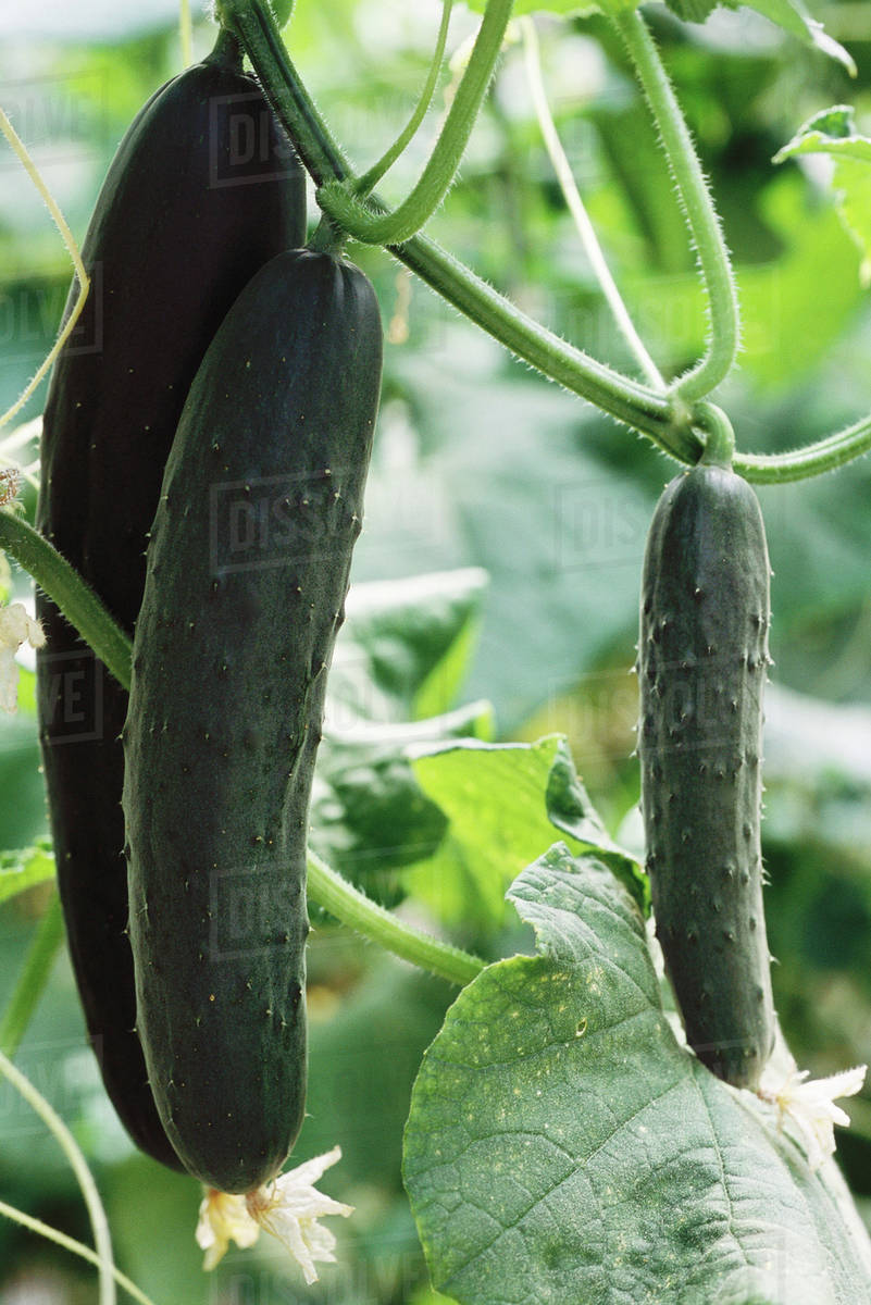 Cucumbers growing in garden, closeup Stock Photo Dissolve