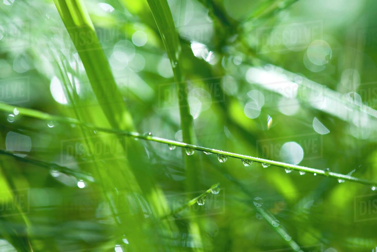Water droplets on grass Stock Photo Dissolve