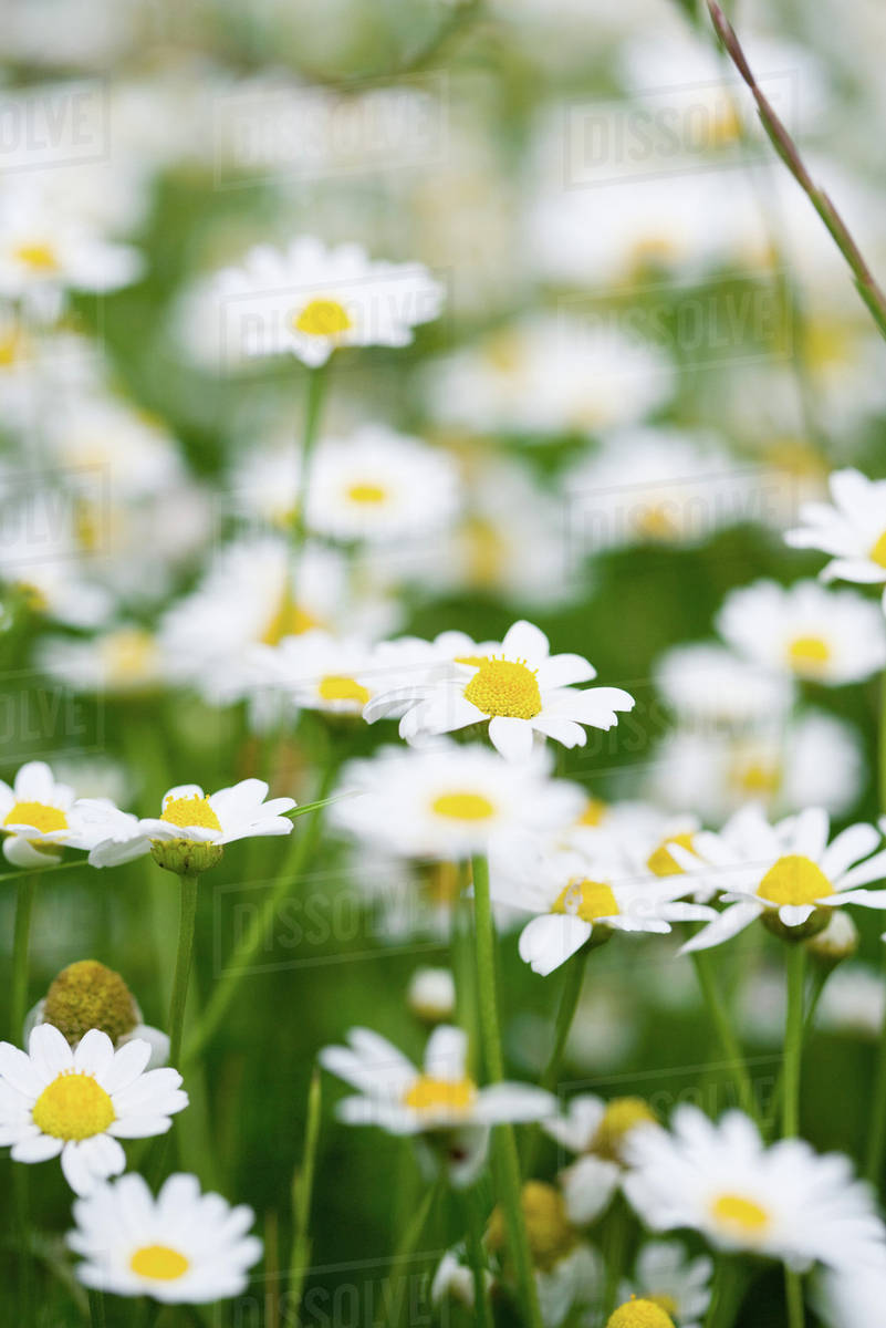Daisies growing, closeup Stock Photo Dissolve