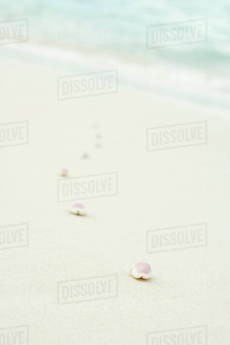 Line of seashells fading into the background Stock Photo Dissolve