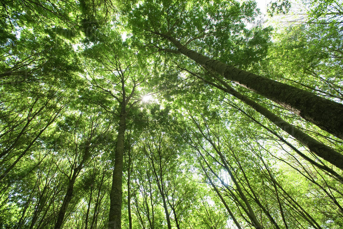 Forest canopy, low angle view Stock Photo Dissolve