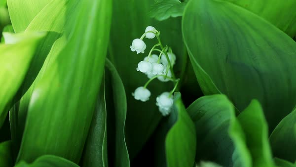 Fl Garden Close Up Shot Of A Lush Green Plant The Lily Fl Garden Close Up Shot Of A Lush Green Plant The Lily Valley With Eleven Small White Bell Shaped Flowers Sweet Smell
