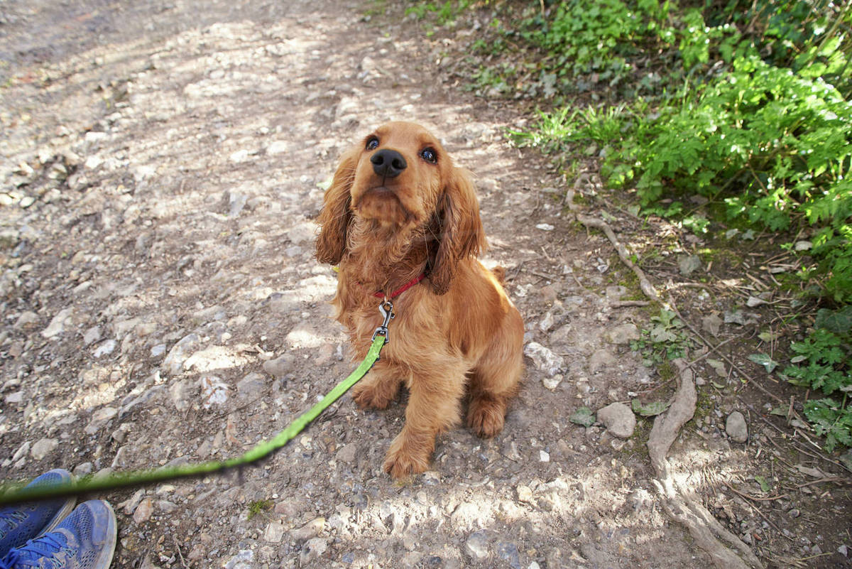 Cocker spaniel puppy on outdoor walk with owner Stock Photo Dissolve