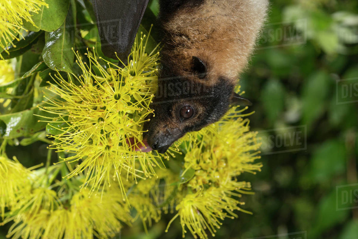 Spectacled flying fox (Pteropus conspicillatus) feeding on nectar from