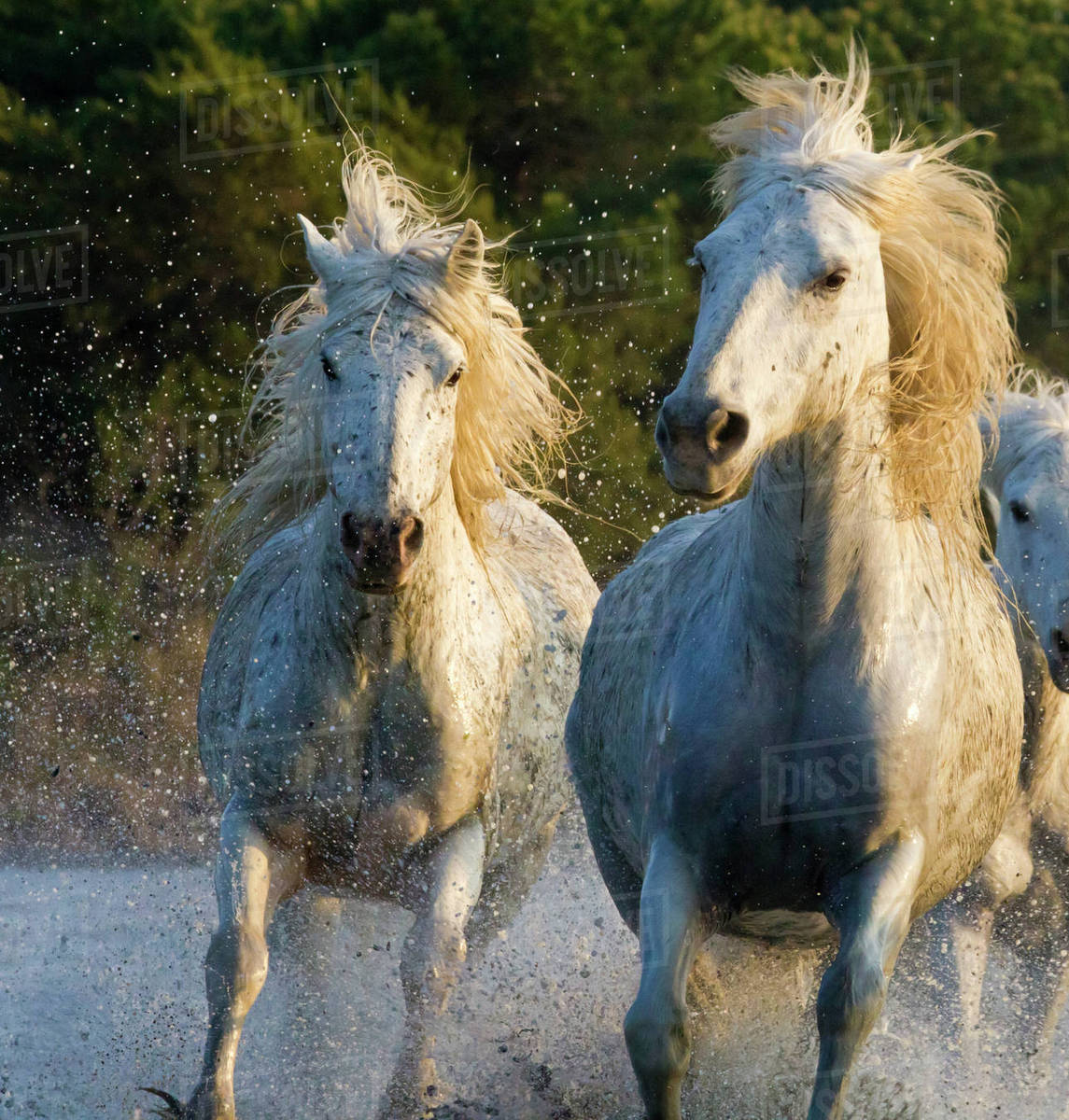 White Horses Of The Camargue Herd Running Through Water Camargue