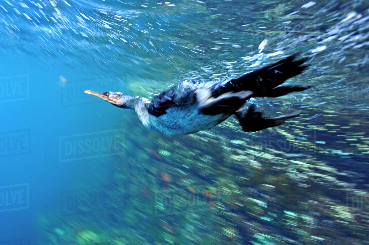 Galapagos flightless cormorant (Phalacrocorax harrisi) diving for fish