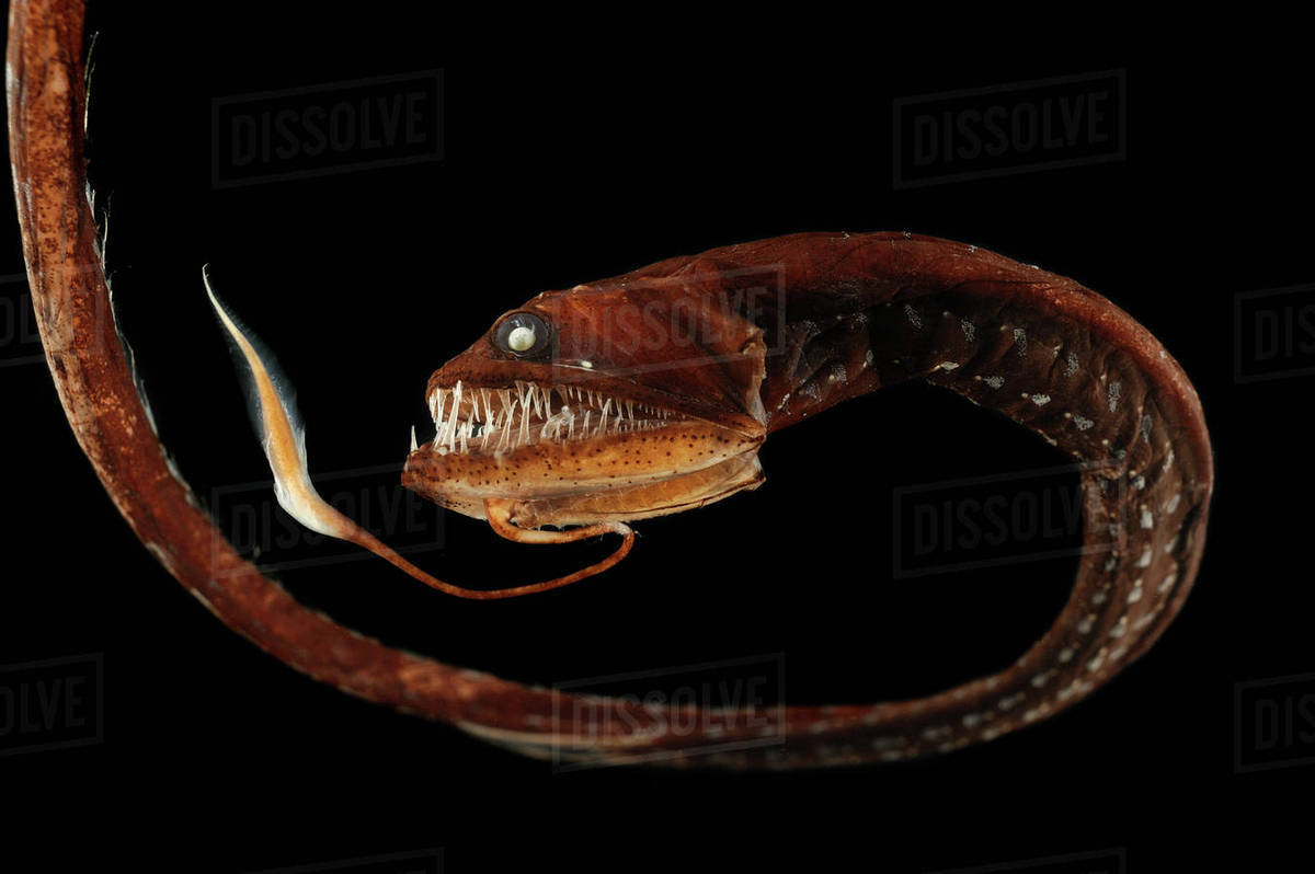 Ribbon sawtail fish (Idiacanthus fasciola) from Atlantic Ocean, at a