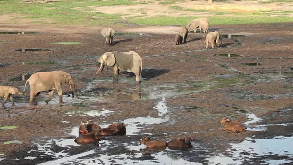 Wide angle shot of a mixed herd of African forest buffalo (Syncerus ...