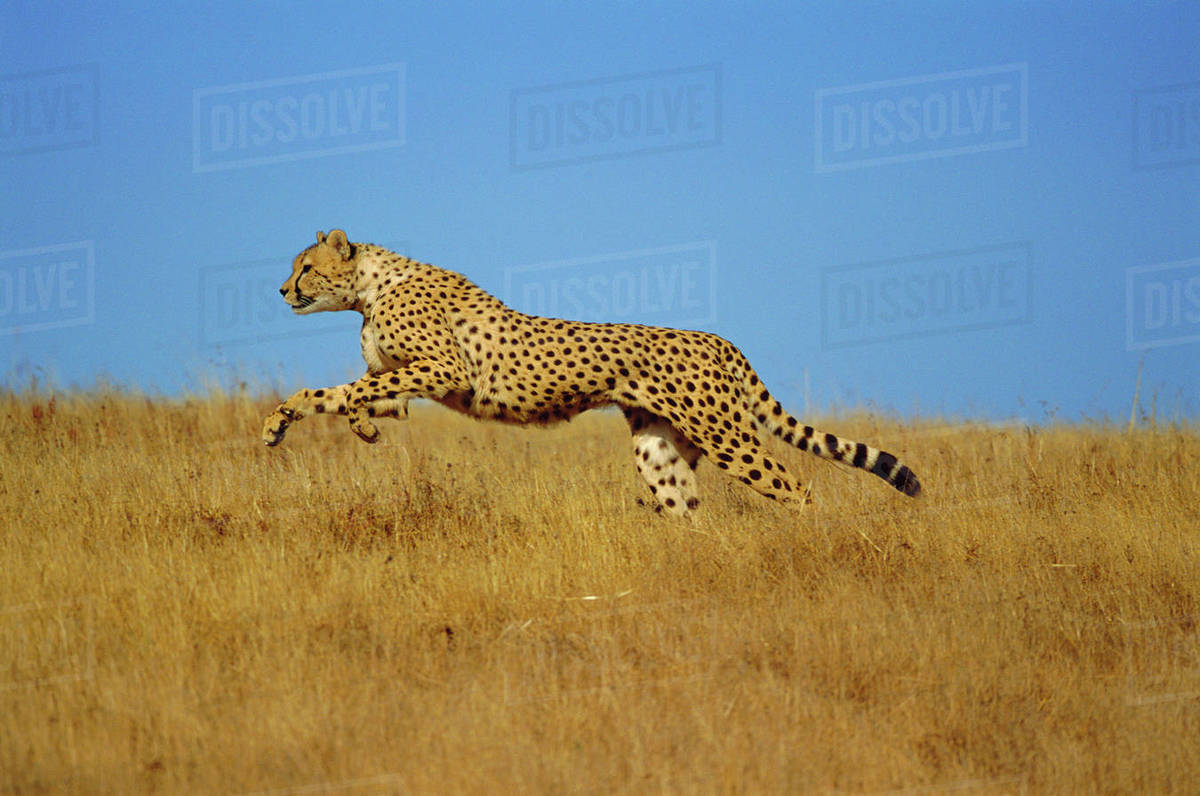 Cheetah (Acinonyx jubatus) running, Kenya. Captive animal running free