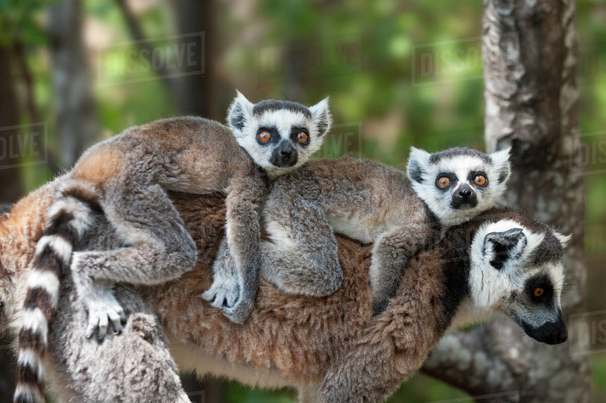 Young Ring Tailed Lemurs Lemur Catta Carried On Mother S Back Madagascar Stock Photo Dissolve