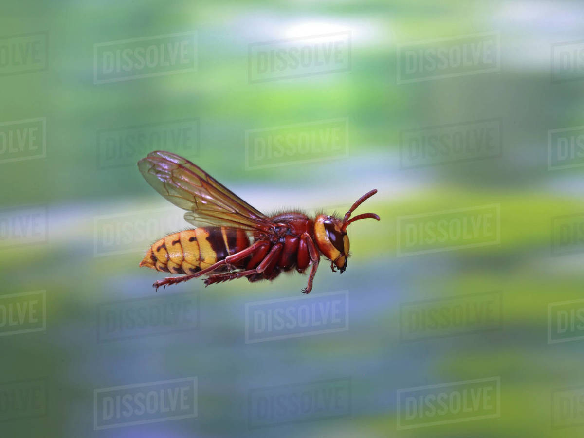 European hornet (Vespa crabro) worker in flight, Surrey, England, August. Royalty-free stock photo