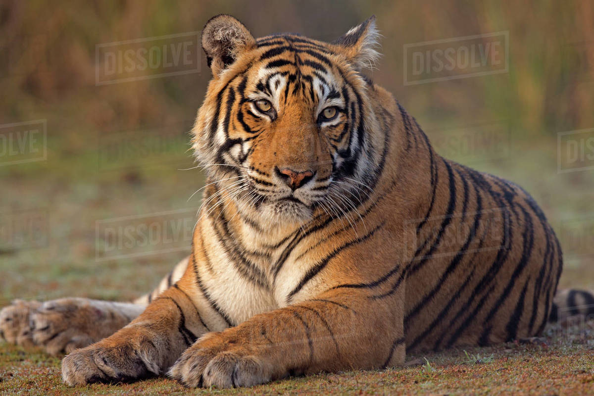 Bengal tiger (Panthera tigris tigris) female 'T19 Krishna' sitting