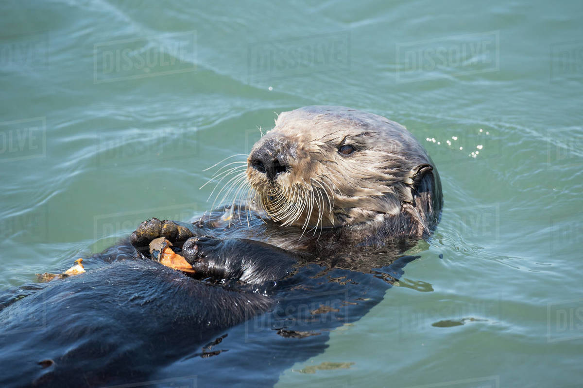 California sea otter, (Enhydra lutris nereis) eating a mussel. Elkhorn