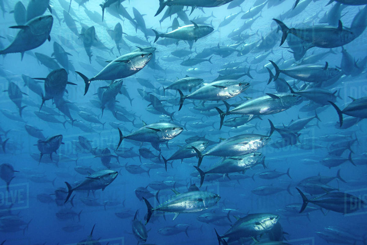 School of large Atlantic bluefin tuna (Thunnus thynnus) captive in a growing pen. Depsite