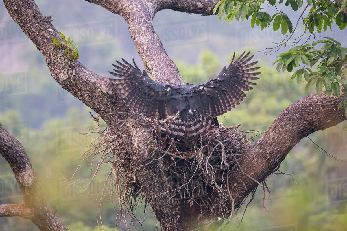 Harpy eagle (Harpia harpyja), female landing with monkey prey at nest