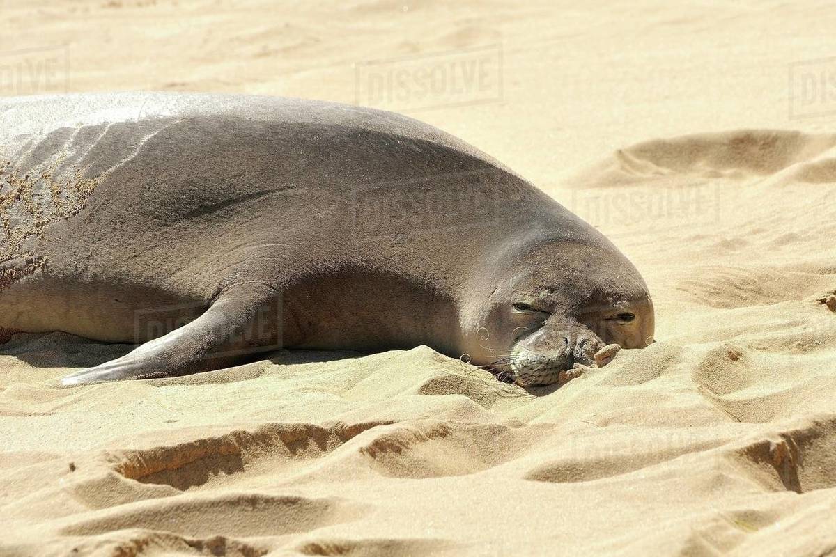 Hawaiian monk seal (Neomonachus schauinslandi) hauled out on beach