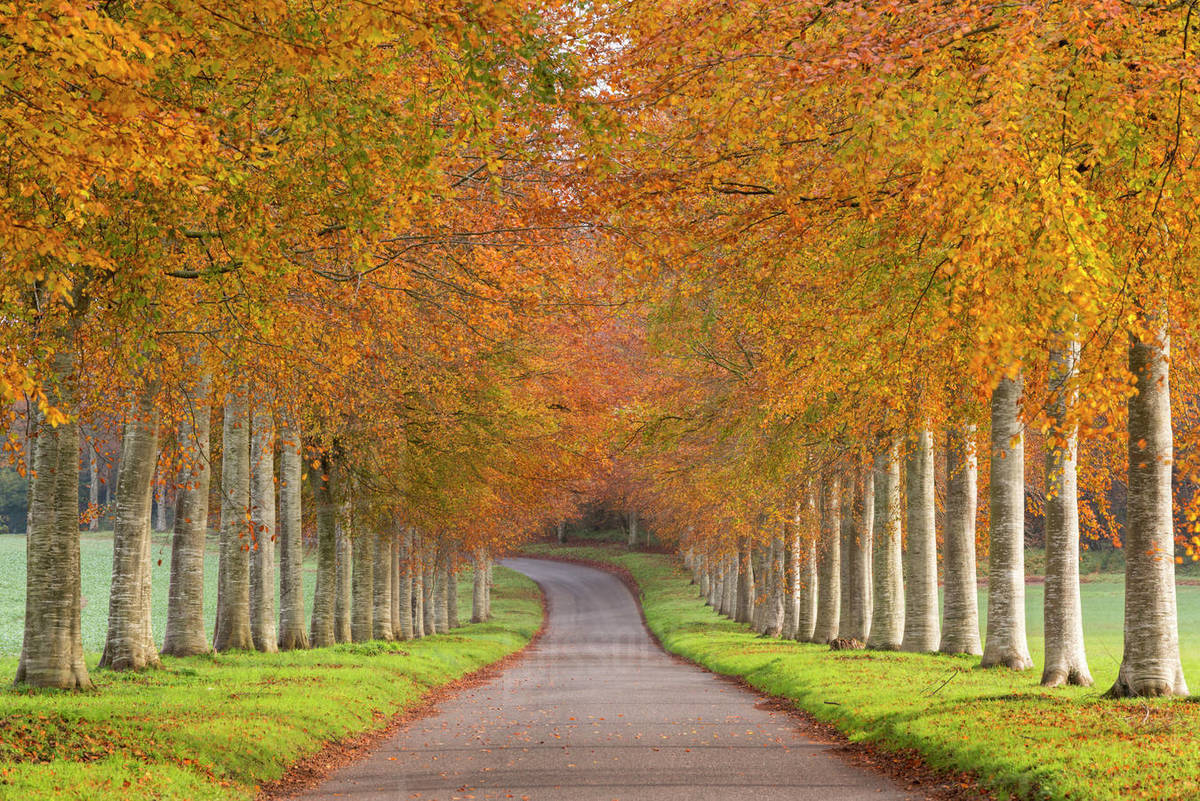 Avenue of autumn trees, Dorset, England UK. November 2014. Stock